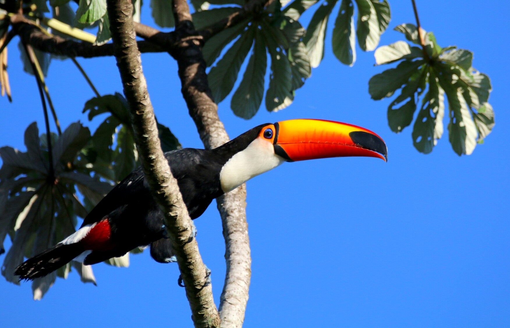 Toucan in the Atlantic Rainforest
