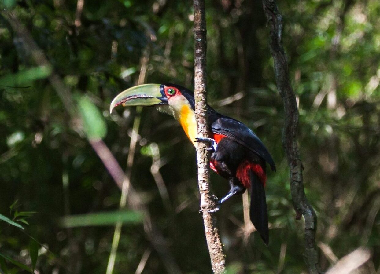 Toucan in Iguazú