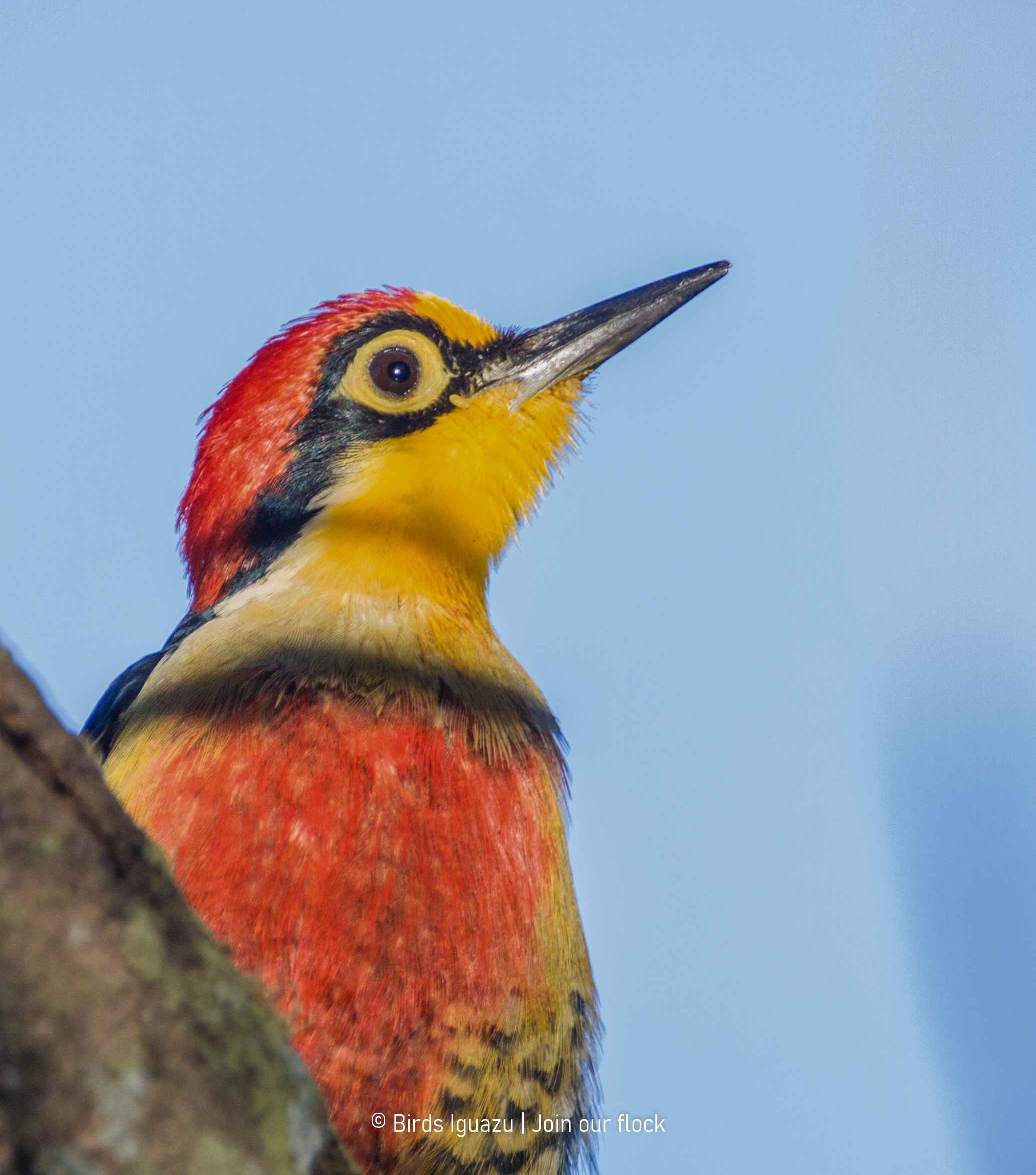 Atlantic Rainforest birdlife in Iguazú