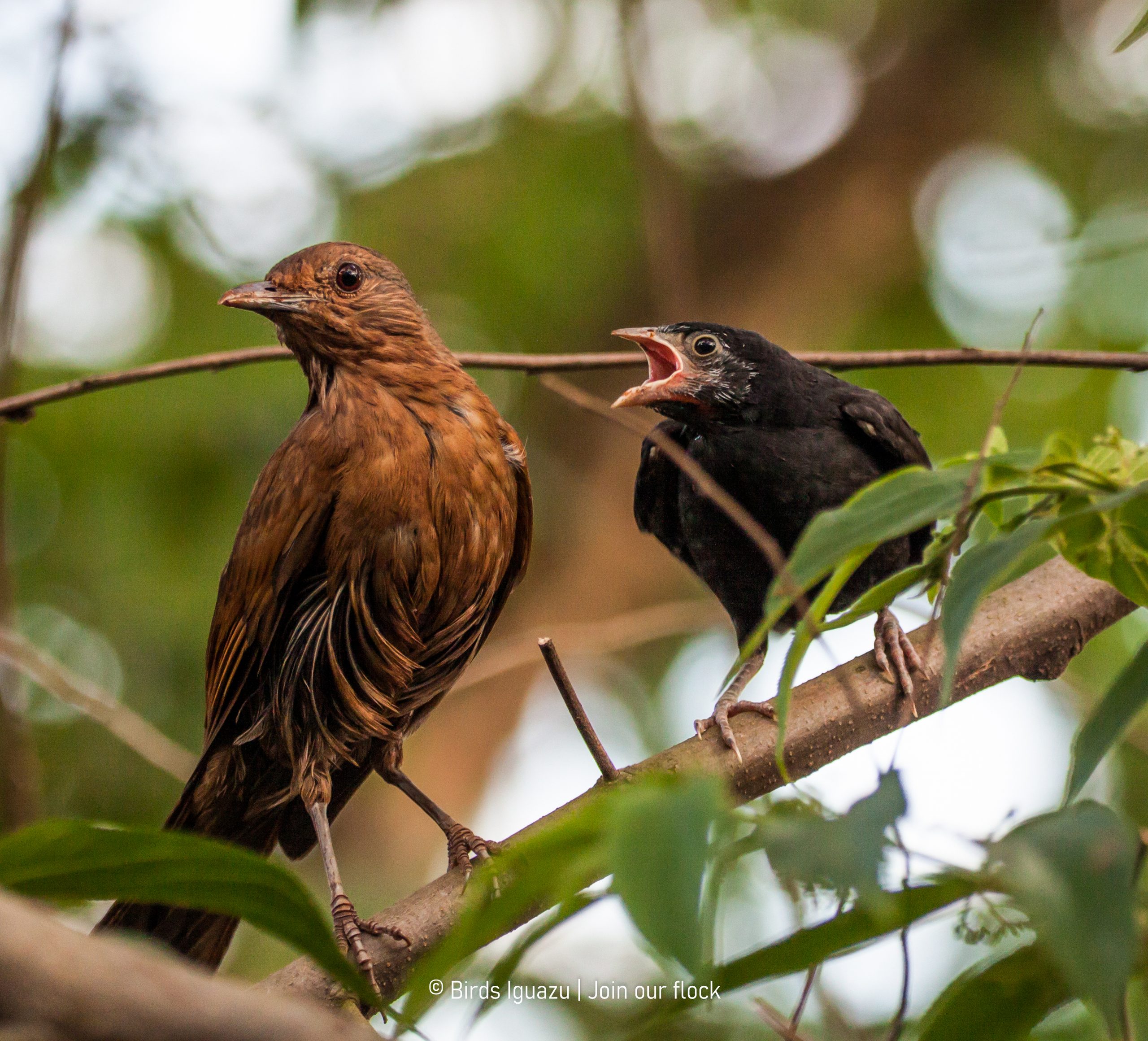 Atlantic Rainforest birdlife in Iguazú
