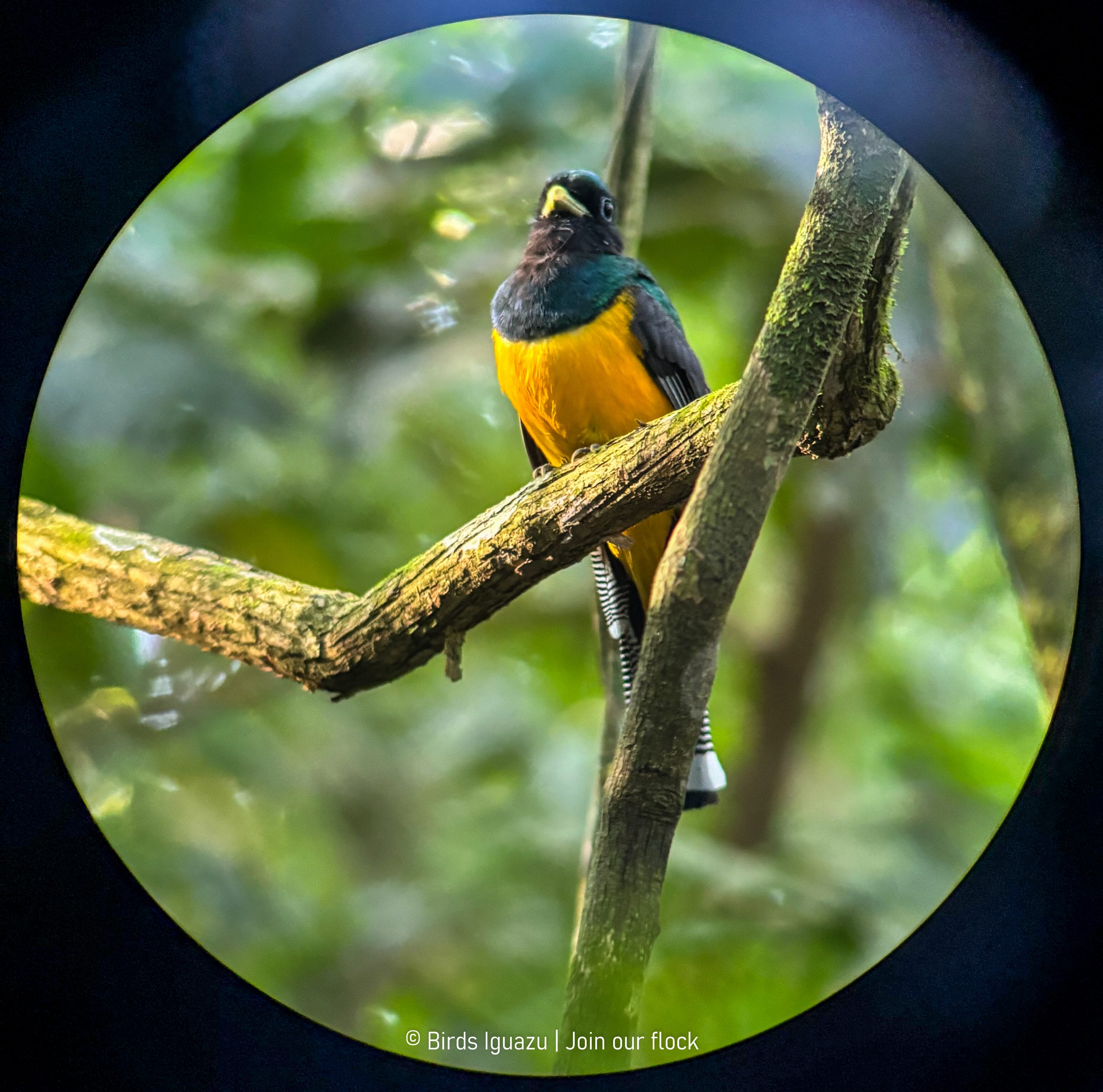 Atlantic Rainforest birdlife in Iguazú