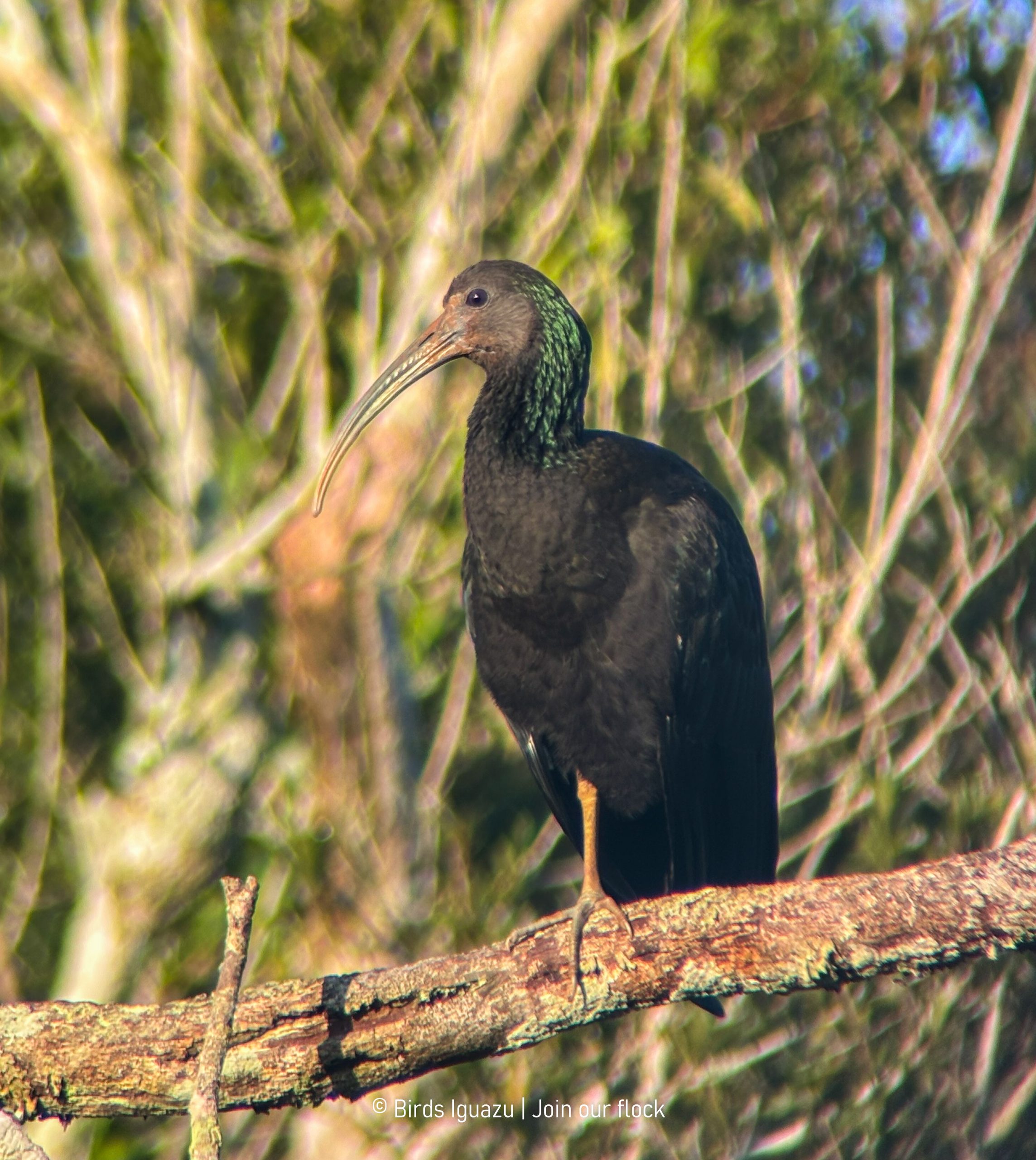 Atlantic Rainforest birdlife in Iguazú