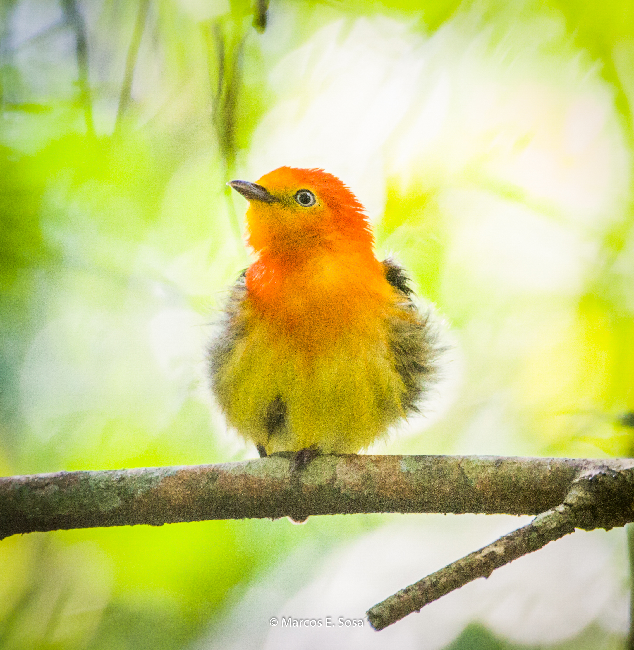 Atlantic Rainforest birdlife in Iguazú