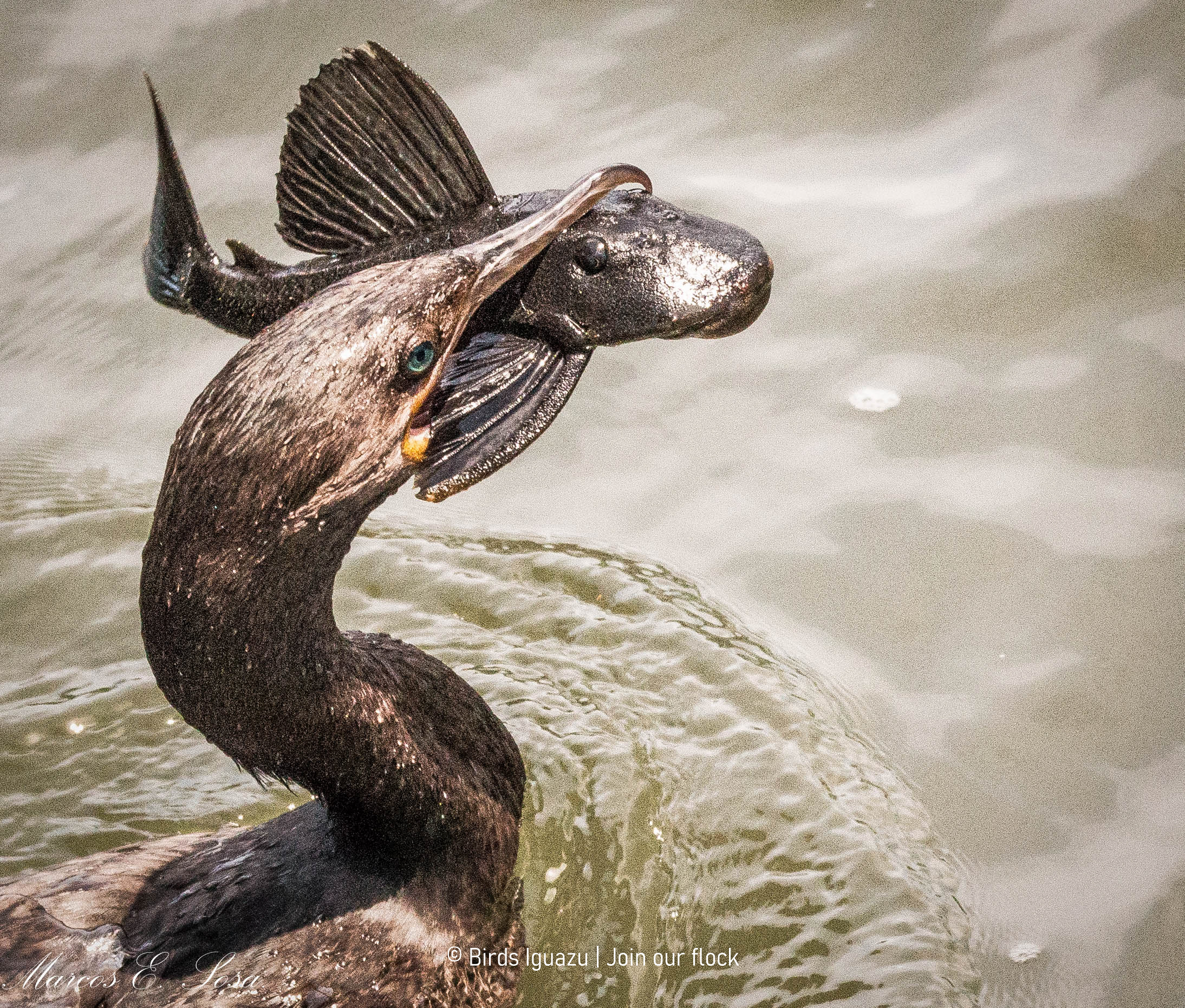Wildlife of Iguazú and northeastern Argentina